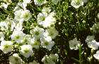 Arenaria montanum